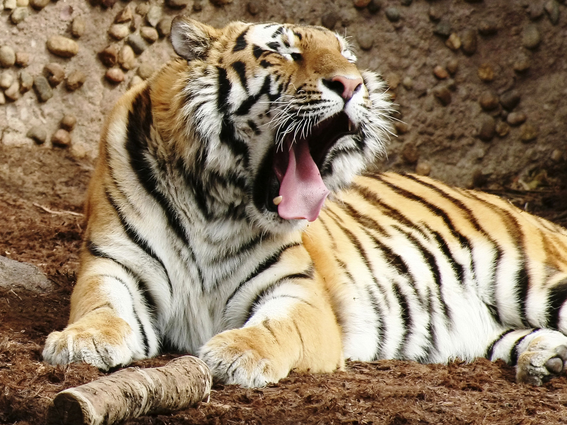 Indian Bengal Tiger2385916075